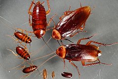 Почему «вымерли» тараканы?