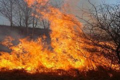 Нескольких граждан наказали за сжигание мусора и сухой растительности
