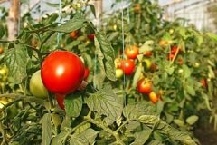 Только 4% овощей из Молдовы производится в защищенном грунте