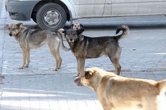 Бездомные собаки становятся опасными для жителей столицы