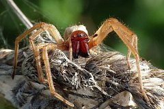 Один из самых ядовитых пауков в мире обнаружен в Рыбницком районе