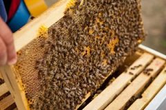 Молдавские пчеловоды получат вертикальные ульи в рамках проекта USAID