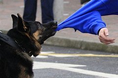 Кошмар жителей Бельц: Бродячие собаки напали на человека | VIDEO