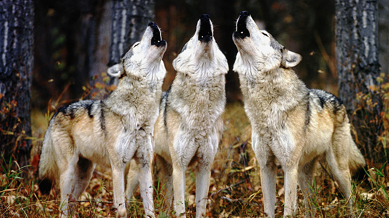 Голодные волки могут быть опасны для человека