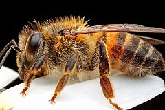 В Калифорнии пчелы напали на людей!