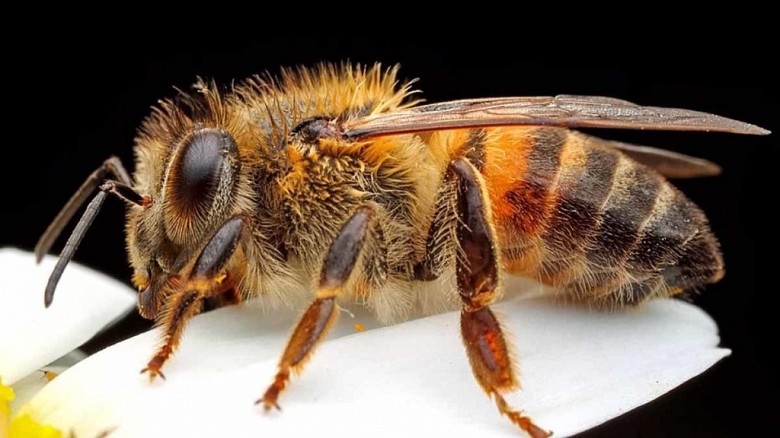 Защищая своё гнездо пчелы могут быть очень агрессивны