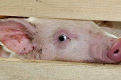 Почему Белоруссия отказывается от молдавской свинины?