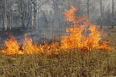 Молдова «горит» каждый день, гибнут птицы, гибнут животные…